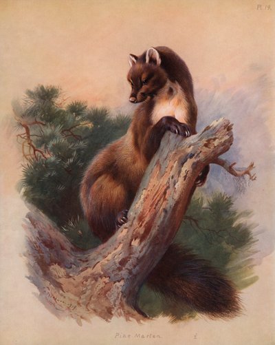 Pine Marten by Archibald Thorburn